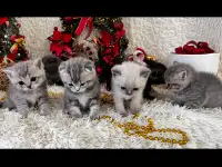 Котята шотландские, фотография 3