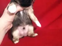 Чихуахуа