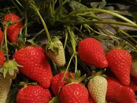 Саженцы клубники сорт Элоди