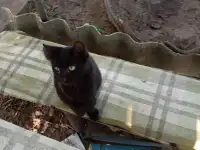 Котенок в дар, фотография 5