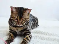 Угольный бенгальский котенок подрощенный, фотография 4