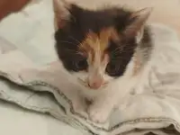 Котята трехцветные