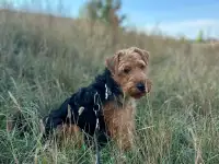 Вельштерьер, фотография 2