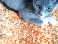 Отдам котят в хорошие руки!