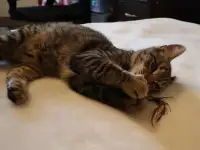 Домашний котенок 4 мес. Друг во всём. Залазит на плечи и целуется, фотография 4