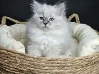 Котята от питомника Невский Шарм, фотография 2