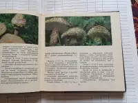 Книга о грибах Макромицеты, фотография 3