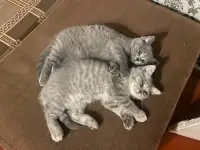 Шотландские котята, фотография 7