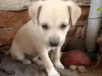 Отдам собак в добрые руки