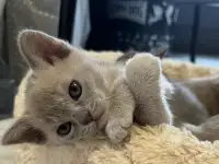 Продается котёнок Европейской бурмы, фотография 9