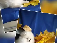 Померанский шпиц, щенки. Мини мишки, фотография 2