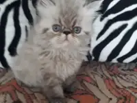 Персидские котята, фотография 3