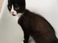 отдам котят, фотография 6