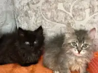 Отдам даром котят, фотография 1