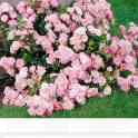Продам многолетние растения, фотография 8