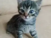 Красивая кошечка, фотография 3