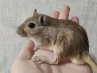 Песчанки, фотография 4