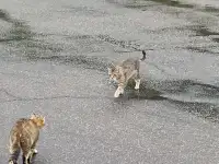 Коты на заправке! Срочно нужна помощь котам! Сос!