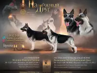 Щенки Восточно-европейской овчарки