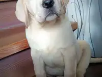 Щенки лабрадора от питомника MercuryPuppy, фотография 3