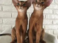 Абиссинские котята из питомника, фотография 4