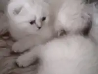 Шотландские котята, фотография 4