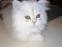Британская кошечка, фотография 4