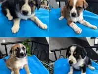Щеночки в дар