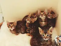 Бенгальские котята