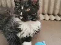 Котятa Мейн Куны из серцифицированного питомника
