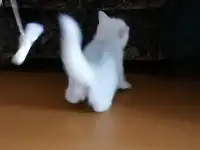 Британские котята