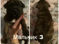 Стаффордширский терьер щенки, фотография 4