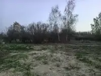 Участок на берегу озера, Витебская обл., Ушачский р-н, д. Лозы, фотография 7