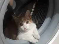 Умный Рыжик, фотография 3