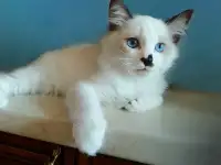 Котёнок Рэгдолл в любящую семью, фотография 3