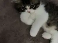 Продам персидских котят, фотография 5