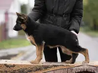 Щенки немецкие овчарки, фотография 9