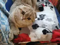 Продам котенка, фотография 5