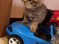 Шотландские котята, фотография 2