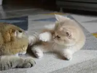 Шотландские прямоухие котята, фотография 7
