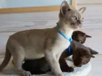 Котята Европейской бурмы, фотография 4