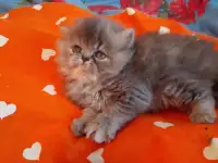 Экзотические плюшевые короткошетстные мраморные котята, фотография 5