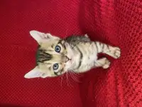 Бенгальские котята, фотография 4