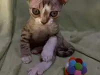 Котенок ДевонРекс, фотография 4