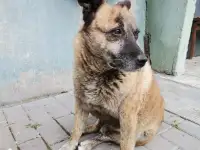 Внимание. Найден прекрасный пес. Очень Срочно ищем Дом!, фотография 2