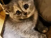 Котята Скоттиш-Страйт, фотография 2