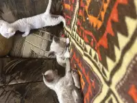 Котята Девон рекс, фотография 3