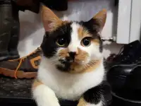 Котята, фотография 4