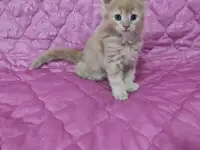 Мейн-Кун, фотография 2