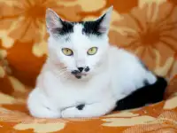 Нежная и ласковая Бусинка, фотография 6